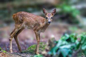 hert begrazing en ontspannende in natuur foto