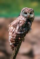 uil horloges natuur en looks voor prooi foto