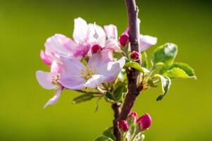 delicaat appel bloesem bloei Aan een Afdeling foto