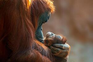 orang-oetan moeder zorgt voor haar baby foto