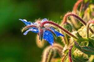 sterk blauw borage bloeien in de ochtend- licht foto