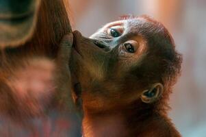jong orangoetan kind zuigt melk van zijn moeder borst foto