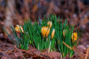 kleurrijk krokus bloem bloeien in voorjaar foto