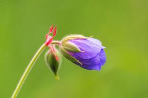 Purper Ooievaarsbek bloemen in een weide foto