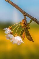 vers voorjaar bloesems Bij de begin van de jaar foto