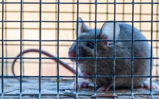 een huis muis in een leven val foto