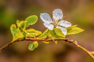 vers voorjaar bloesems Bij de begin van de jaar foto