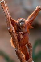 vrouw orangoetan klimt Aan een boom foto