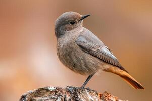 mooi kleurrijk vogel zit en looks foto