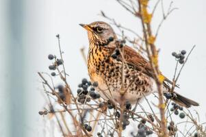 mooi kleurrijk vogel zit en looks foto