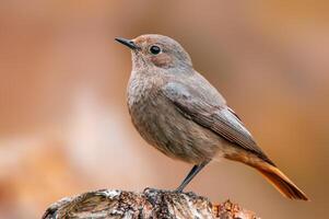 mooi kleurrijk vogel zit en looks foto