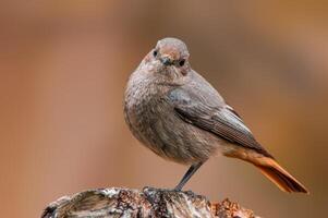 mooi kleurrijk vogel zit en looks foto