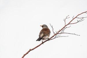 mooi kleurrijk vogel zit en looks foto