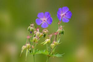 Purper Ooievaarsbek bloemen in een weide foto