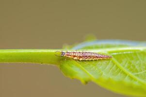 een klein larven insect Aan een fabriek in de weide foto