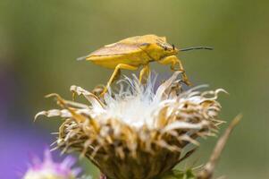 een klein kever insect Aan een fabriek in de weide foto