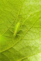 een klein sprinkhaan insect Aan een fabriek in de weide foto