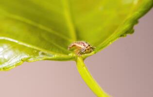 een klein larven insect Aan een fabriek in de weide foto