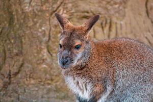 een portret van een rood nek bennett wallaby foto