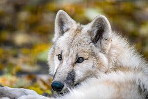 een wit arctisch polair wolf foto