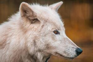 een wit arctisch polair wolf foto