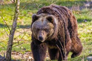 groot bruin beer Bij natuur weide foto