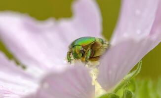 een klein kever insect Aan een fabriek in de weide foto