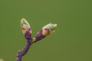 vers voorjaar bloesems Bij de begin van de jaar foto