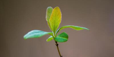 een vers Afdeling met groen bladeren in de Woud foto