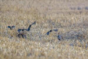 een patrijs familie in een geoogst veld- foto