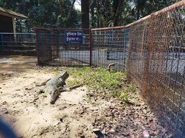 een krokodil in een kooi Bij een dierentuin foto