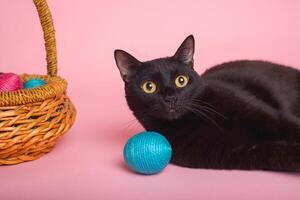 zwart kat met Pasen eieren Aan roze achtergrond. grappig Pasen achtergrond. foto