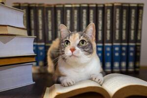 concept van lezing. wereld boek dag. kat met boeken in de omgeving van doen alsof naar lezen. foto