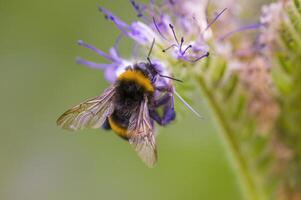 een klein wesp insect Aan een fabriek in de weide foto