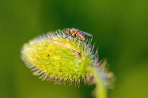 een weinig vlieg insect Aan een fabriek in de weide foto