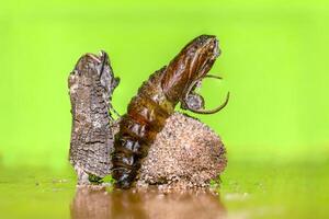 een klein vlinder insect Aan een fabriek in de weide foto