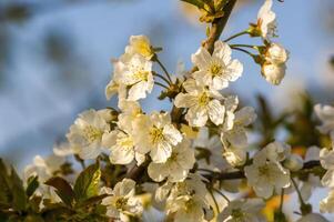 een Afdeling met wit kers bloesem bloemknoppen foto