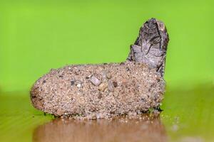 een klein vlinder insect Aan een fabriek in de weide foto