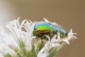 een klein kever insect Aan een fabriek in de weide foto