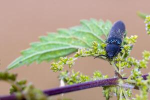 een klein kever insect Aan een fabriek in de weide foto