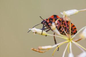 een klein kever insect Aan een fabriek in de weide foto