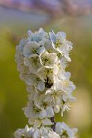 een Afdeling met wit kers bloesem bloemknoppen foto