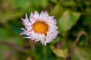 kleurrijk bloem bloeien in voorjaar foto