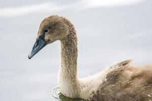 een jong zwaan zwemt elegant Aan een vijver foto