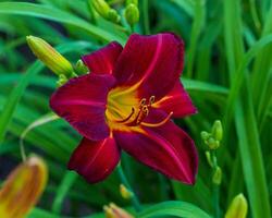 een rood en geel lelie bloeiend in de voorkant tuin foto