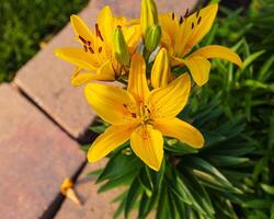 geel lelie bloei Bij dageraad in de terug tuin foto