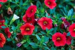 een dichtbij omhoog van rood miljoen klokken bloemen groeit dikker elke dag foto