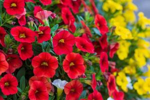 een dichtbij omhoog van rood en geel miljoen klokken bloemen groeit dikker elke dag foto