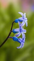 een zacht bloem bloesem in een natuur tuin foto