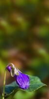 een zacht bloem bloesem in een natuur tuin foto